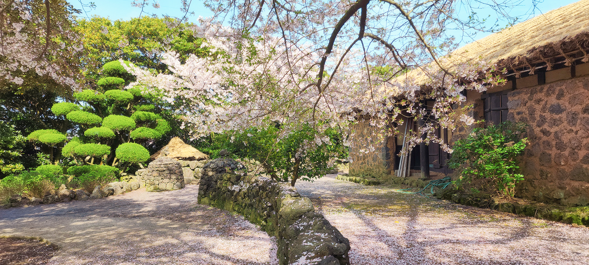제주에 봄이 오면